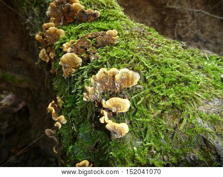 Fungi And Moss On A Rotten Wood