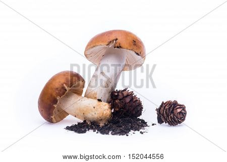 Wild Russula Mushrooms