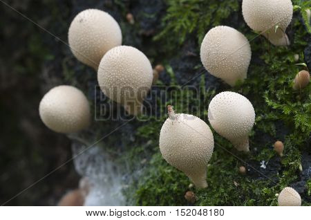 Puffball mushrooms on a stump - Lycoperdon pyriforme in a moss