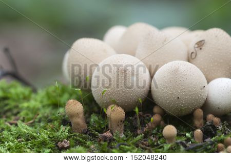 Puffball mushrooms on a stump - Lycoperdon pyriforme in a moss