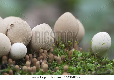Puffball mushrooms on a stump - Lycoperdon pyriforme in a moss