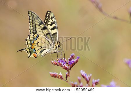 Swallowtail butterfly flying around pink flower and yellow background
