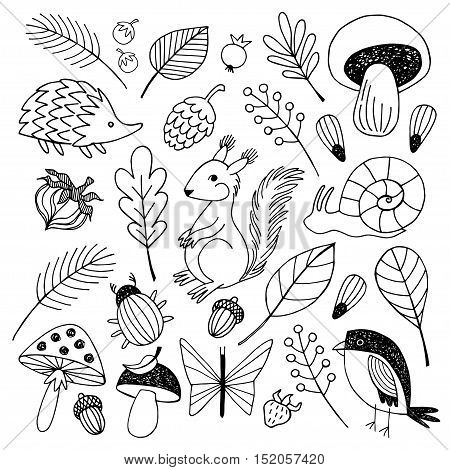 Forest animals vector isolated on white  background. Autumn  background