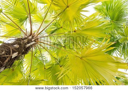 A Beautiful plam tree isolated on white background.