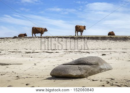 Cows on the beach, St Agnes, Isles of Scilly, England