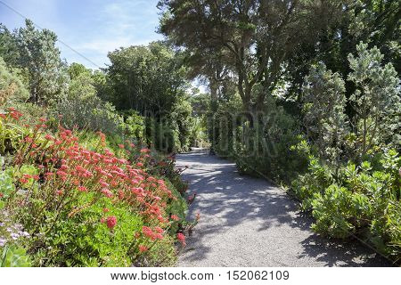 Abbey Gardens, Tresco, Isles of Scilly, England