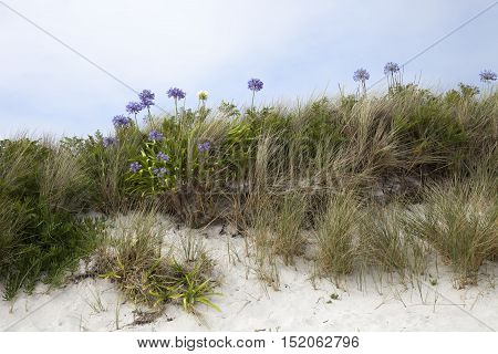 Agapanthus flowers, Tresco, Isles of Scilly, England