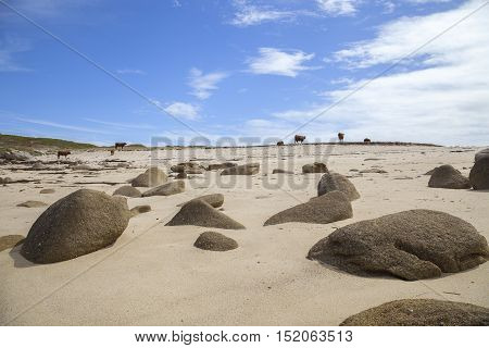 Cows on the beach, St Agnes, Isles of Scilly, England