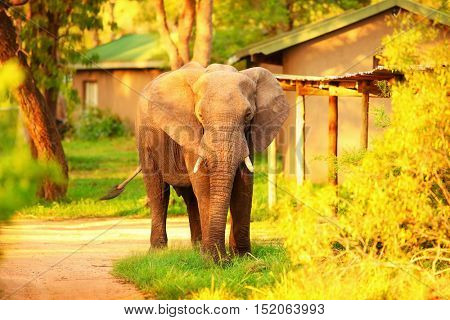 Beautiful big wild elephant, animal in mild yellow sunset light, safari game drive, Eco travel and tourism, Kruger national park, South Africa