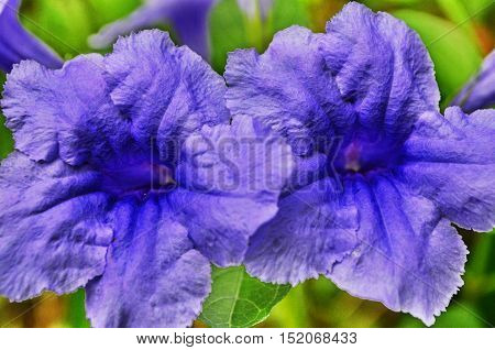 Purple flowers that can be found naturally in the rainy season.