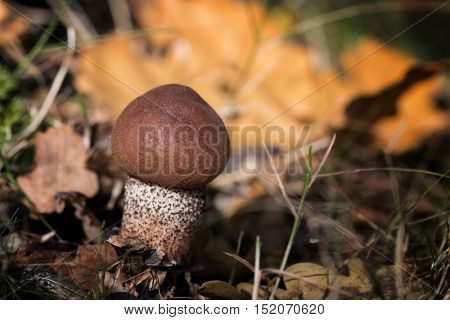 Young fruiting cep, or Penny Bun mushroom. New Forest National Park, Hampshire, UK