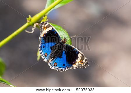 Blue Pansy Butterfly