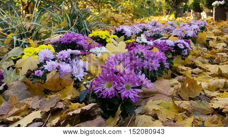 Chrysanthemums among the fallen leaves in autumn park