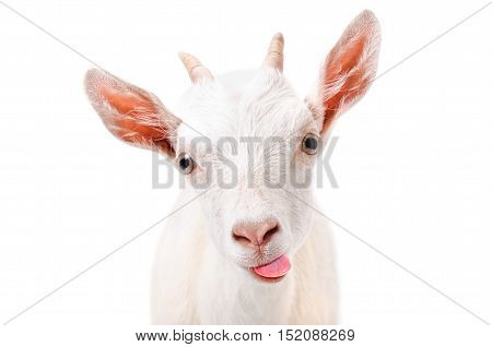 Portrait of a funny goat showing tongue isolated on white background