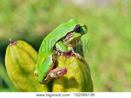 A close up of the hyla (tree toad) (Hyla Japonica).