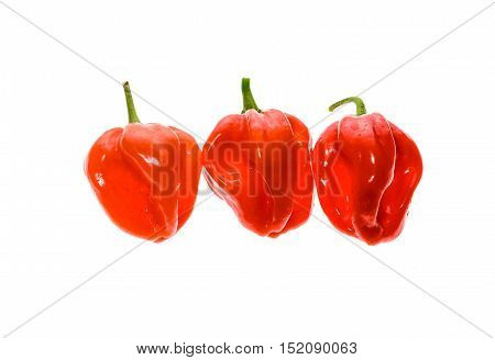 Fresh Ripe Caribbean Red Habanero Hot Chili Pepper