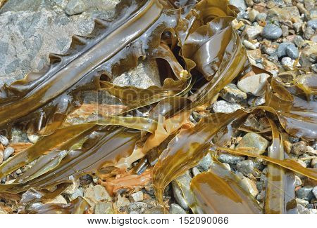 A close up of the drift-weed on beach.