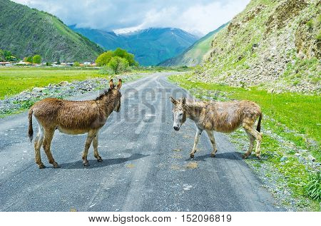 Two donkeys stands across the road in the cloudy Sno gorge Akhaltsikhe village Georgia.