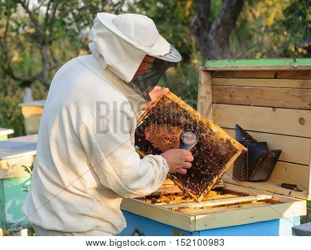 Beekeeper consider bees in honeycombs with a magnifying glass.