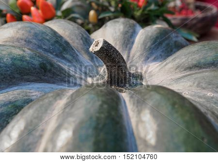 Pumpkin close-up. Green pumpkin side view. Gourd fragment close up. Squash background. Sinderella pumpkin