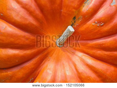 Pumpkin close-up. Orange pumpkin top view. Gourd fragment close up. Squash background. Sinderella pumpkin