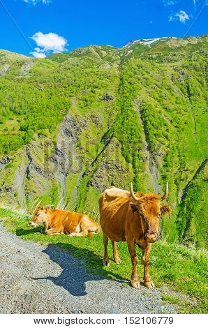 The cows graze on the slopes of Juta gorge Kazbegi Georgia.