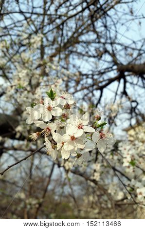 Cherry blossoming in spring. White flowers. lossom branch.