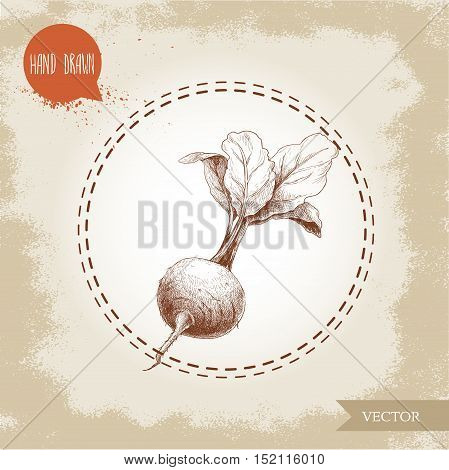 Hand drawn beet root with leafs. Sketch vintage vector illustration.