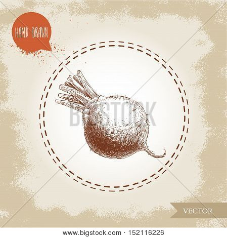 Hand drawn beet root . Sketch vintage vector illustration.