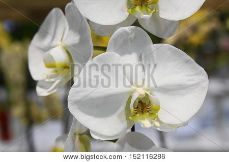 pure white phaleanopsis orchid on it branch