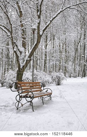 Park bench and trees covered by heavy snow. Lots of snow