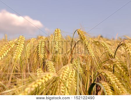 Ripe Ears Of Barley Closeup Cornfield Background Blue Sky