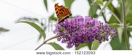 Comma butterfly feeding on a Buddleia flower in a Welsh garden. The Comma is relatively common in England and Wales it's habitat now extending Northwards into Scotland probably due to global warming. It is unmistakable with it's beautiful orange colours. 
