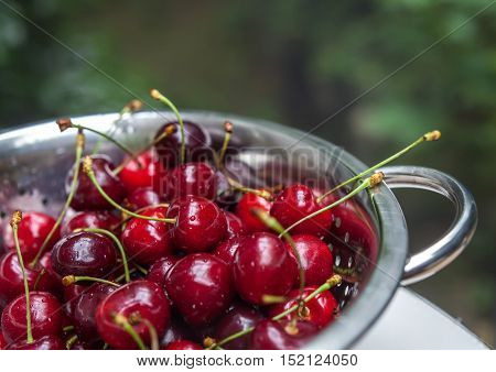 Sweet Fresh Cherries With Water Trops In The Coleander