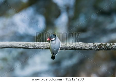 Java Sparrow, Ricebird
