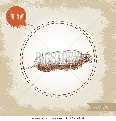 Hand drawn oblong beet root . Sketch vintage vector illustration.