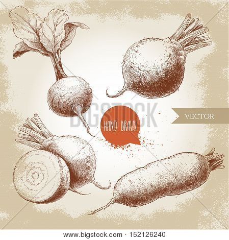 Hand drawn beet root set. Beet with leafs half of beet long beet. Sketch vintage vector illustration.