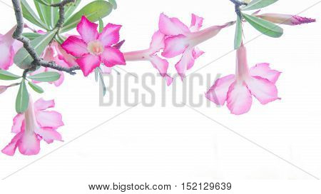 Flowers Desert Rose; Impala Lily; Mock Azalea flowers on background