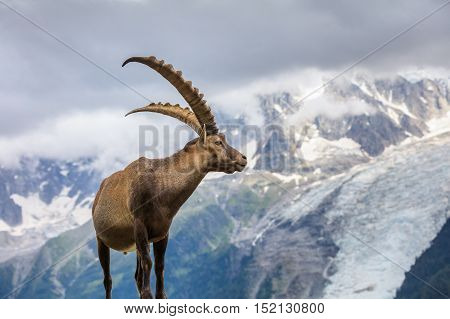 Ibex Range of Mont-Blanc. In background Glacier des Bossons
