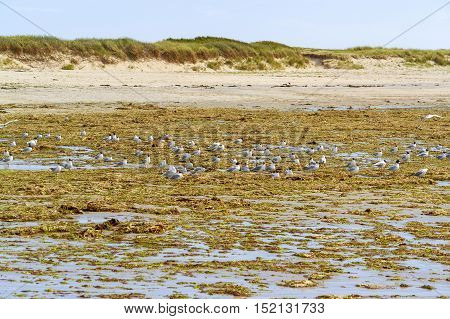 Beach And Water Birds In Brittany