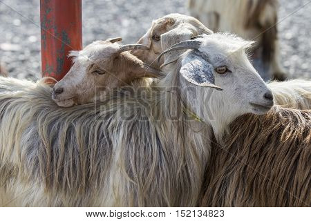 goats waiting to be sold at Nizwa market