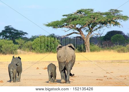 Family of elephants walking away towards an acacia tree in Zimbabwe