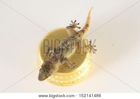 Small Gecko Lizard And Bottle Cap