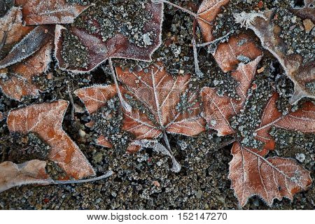 Fallen leaves forzen on the ground