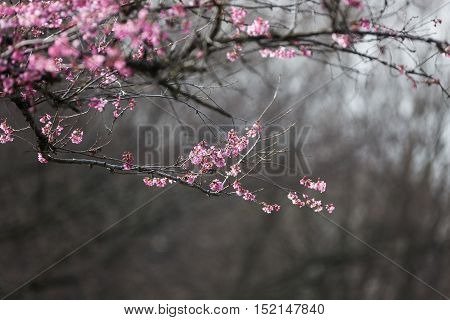 Blooming whitcomb cherry in spring Vancouver BC