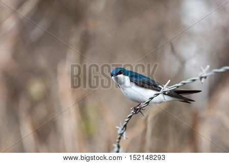 Blue tree swallow in spring close up