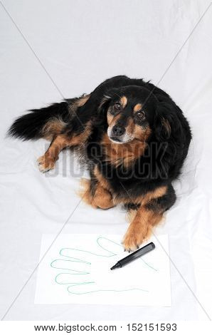 Drawing Dog