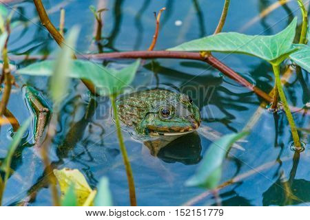 pool frog in a pond covered with duckweed densely water