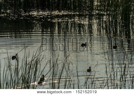 Pond With Ducks In Evening Near Milada Lake