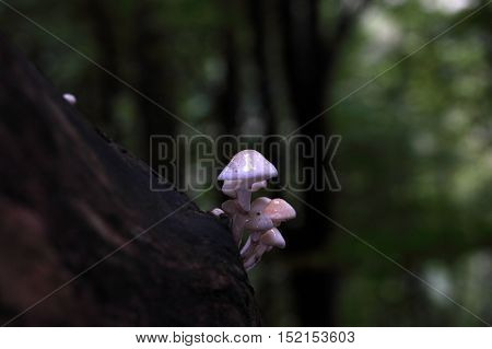 Porcelain fungus (Oudemansiella mucida) growing on old wood.